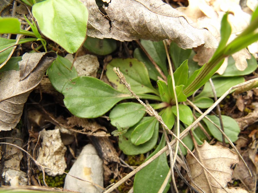 Globularia ciociara da id - Globularia bisnagarica
